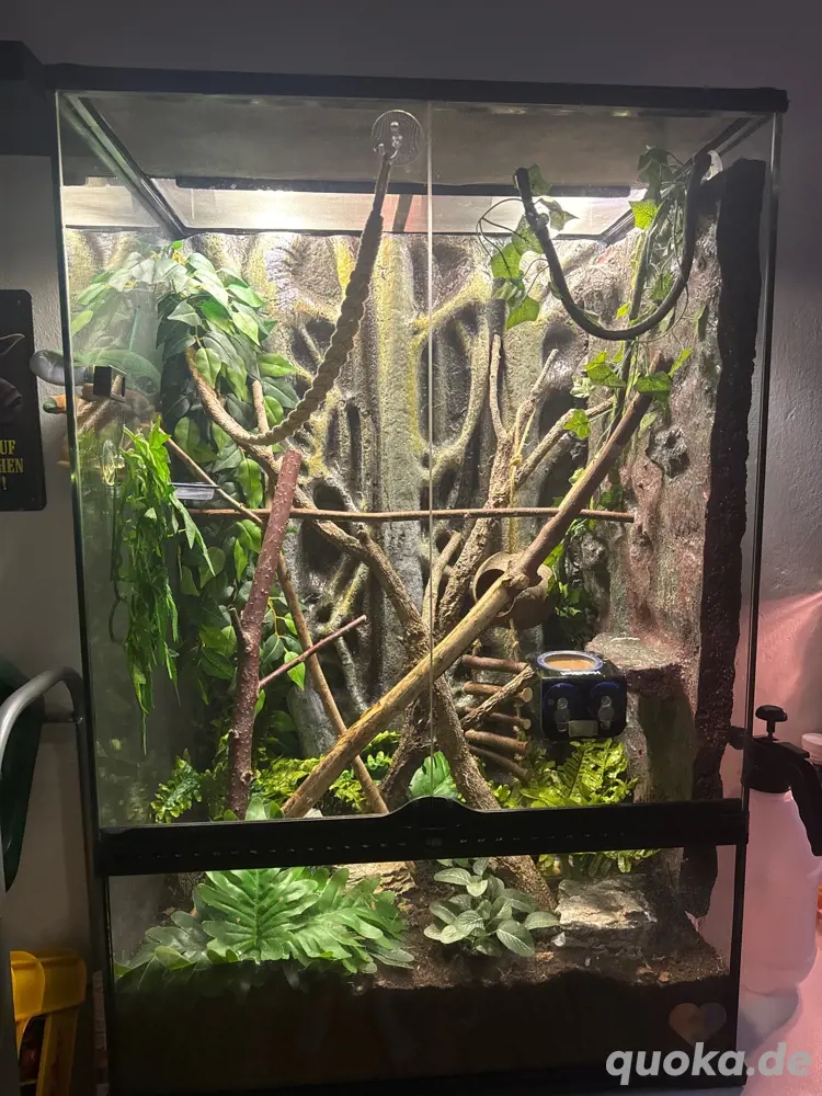 Kronengecko  mit viel zubehör   