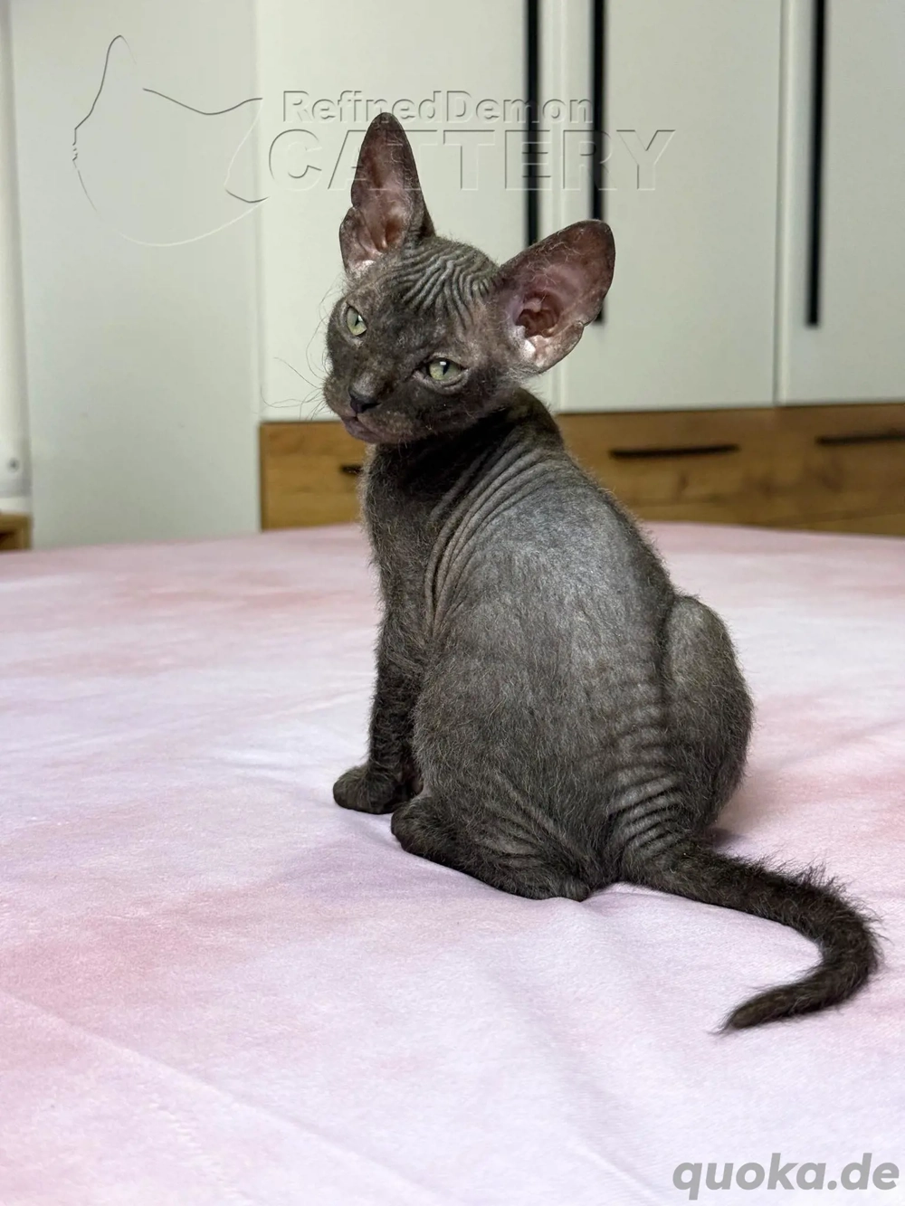 Süße Don Sphynx Kätzchen mit Schnurrhaaren