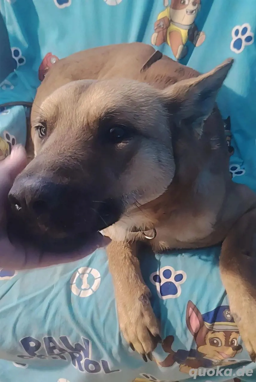 Malinois Rüde 6j  bundesweit ausreisebereit NACH ADOPTION 