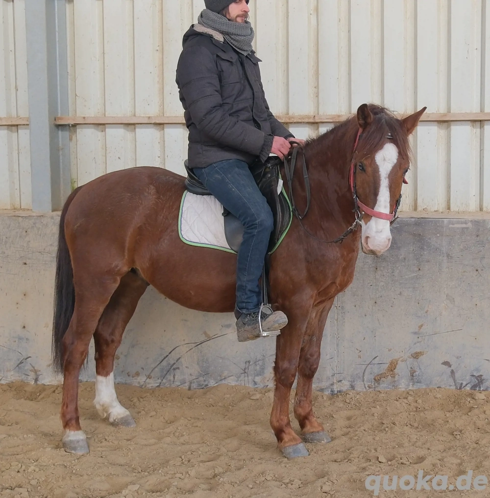 Quarterpony Rio