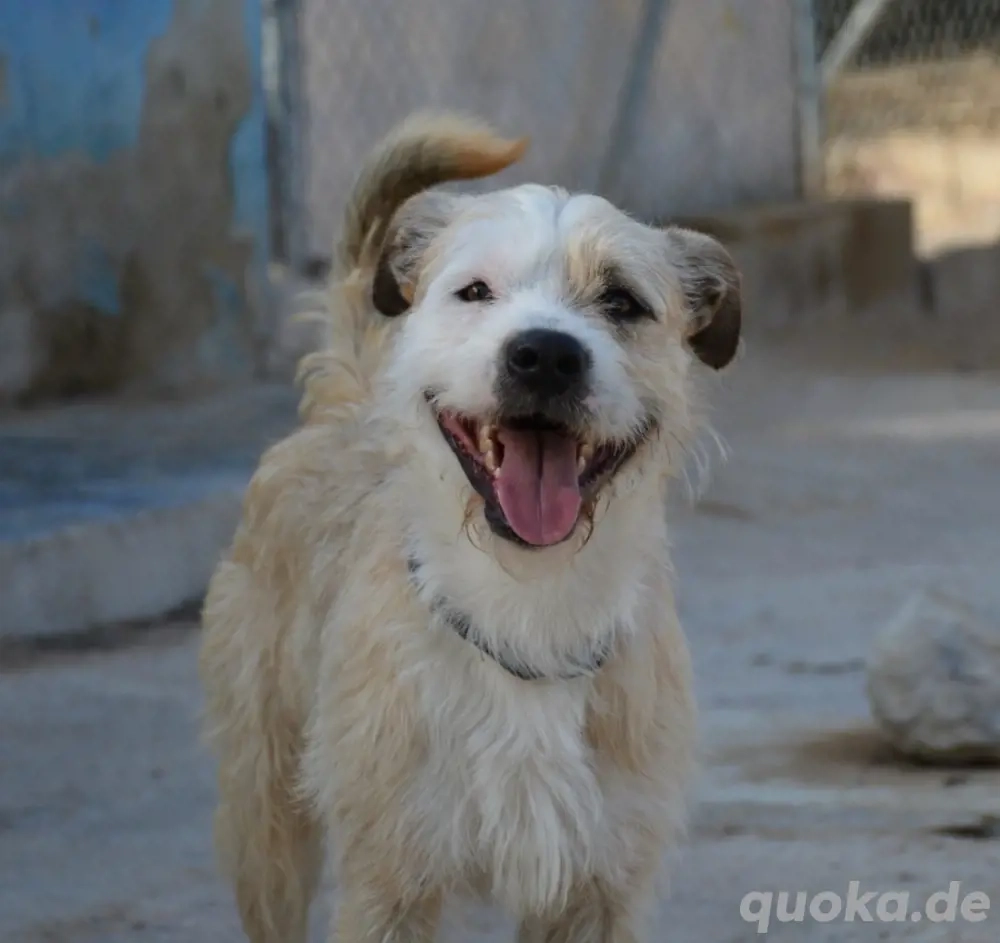 Corcho   ein junger Sonnenschein voller Lebensfreude