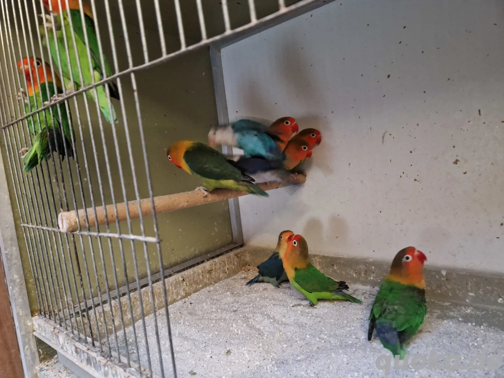 Zuchtauflösung Pfirsichköpfchen