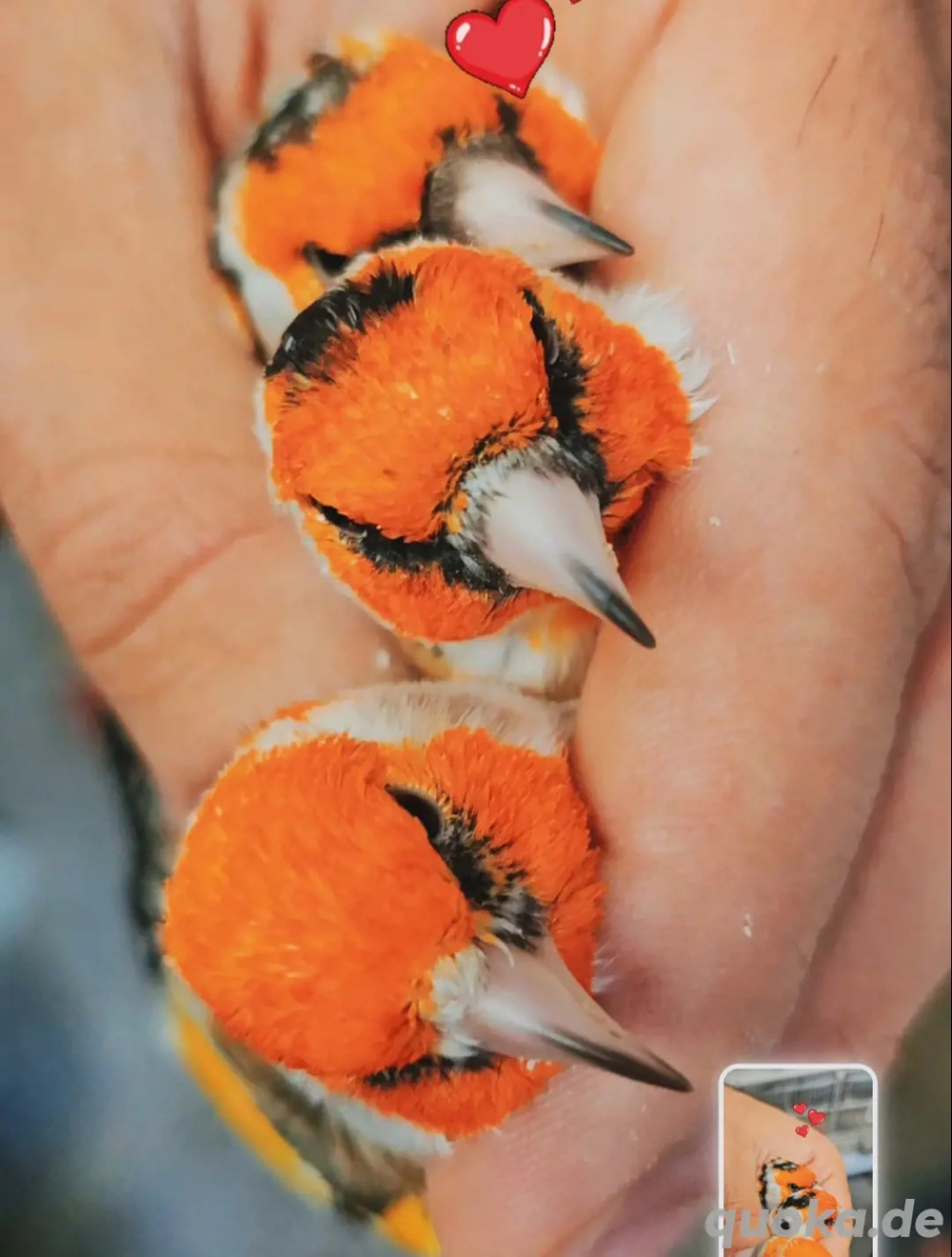 Stieglitz major Junge zum abgeben 