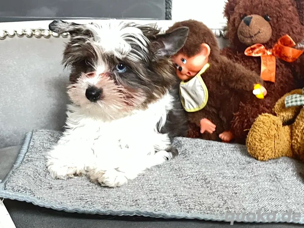 Yorkshire Terrier Welpen