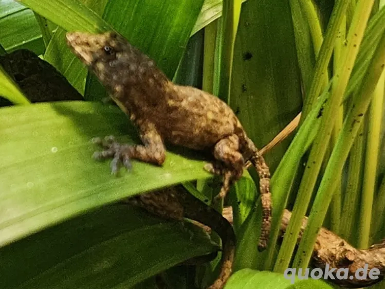 Anolis allogus Pärchen sehr selten