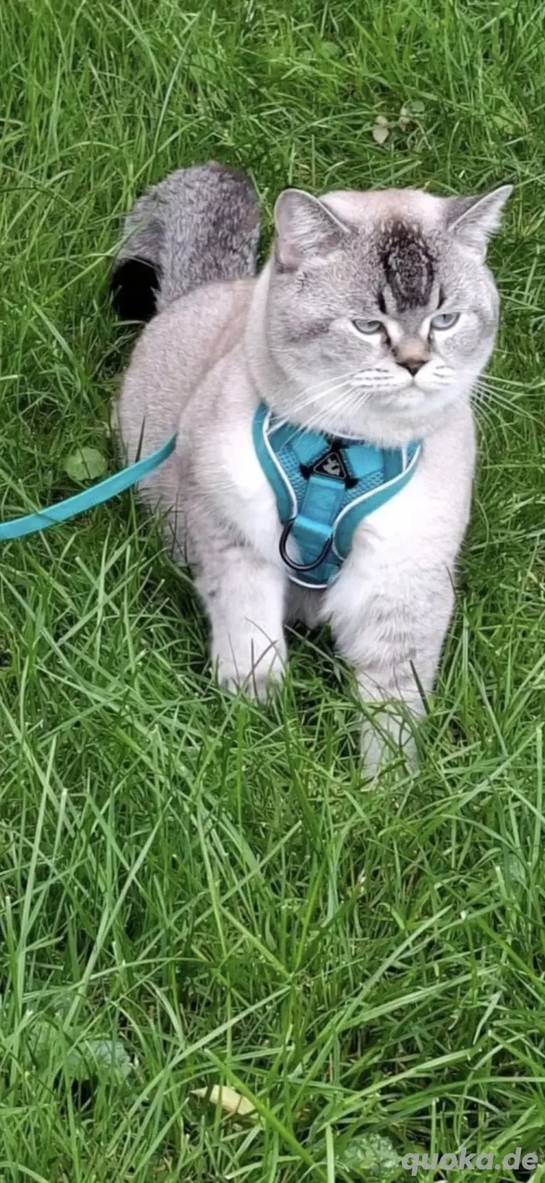 Hübscher Deckkater wartet auf Damenbesuch 