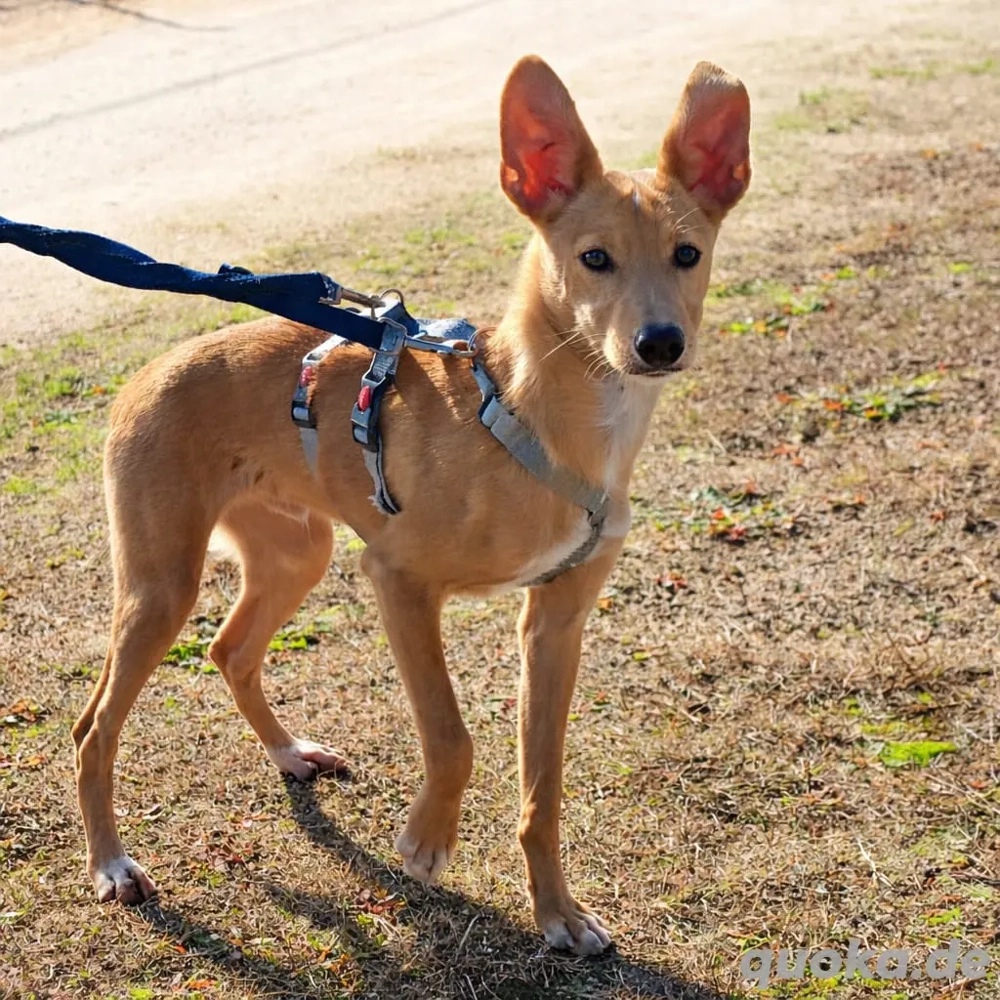 LUKA sucht sein Traumkörbchen