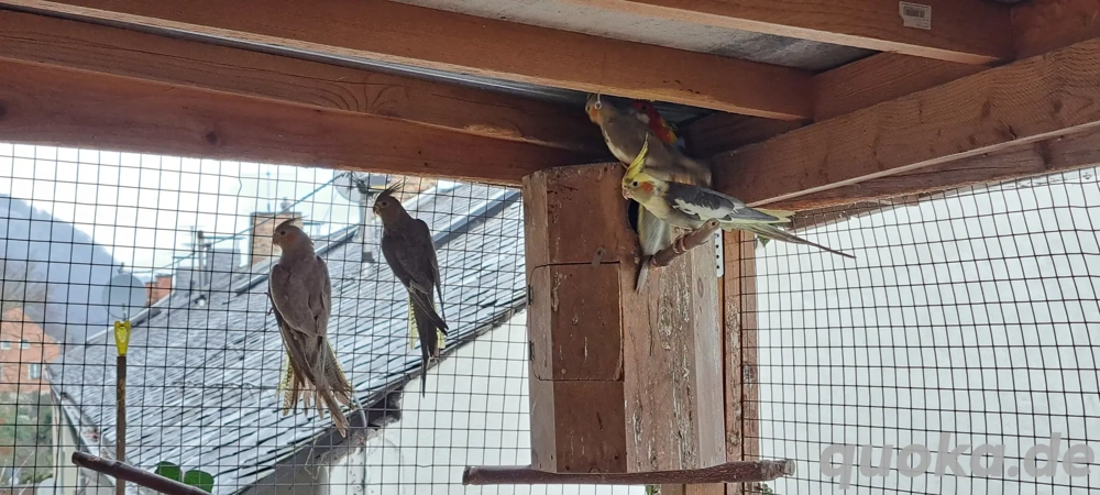 Nymphensittiche männlich weiblich aus 2025