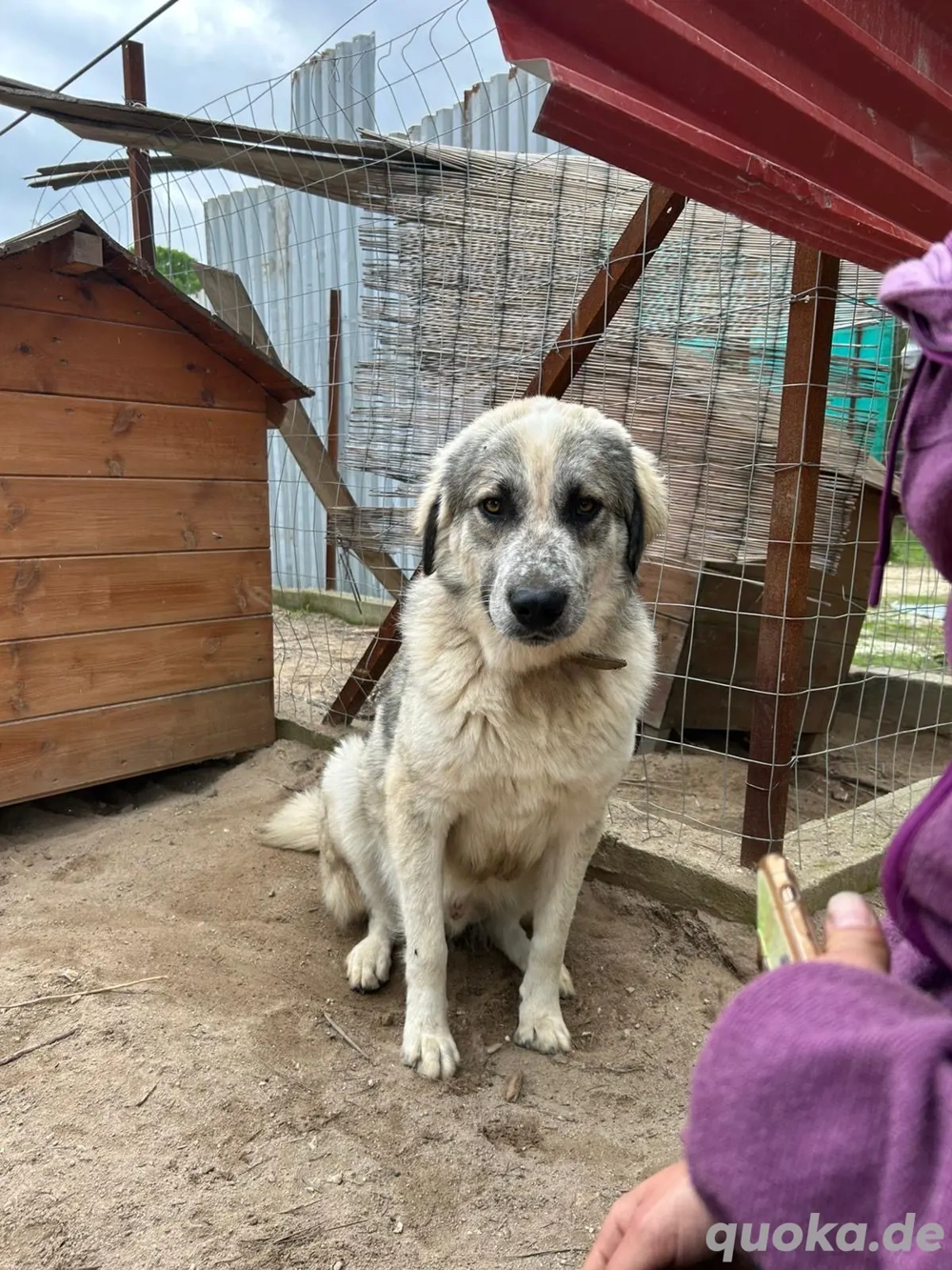 Zuhause oder Pflegestelle gesucht für Jakob 