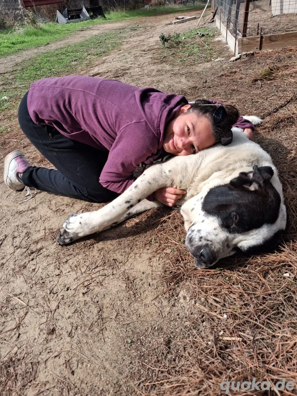Zuhause oder Pflegestelle gesucht für Beethoven 