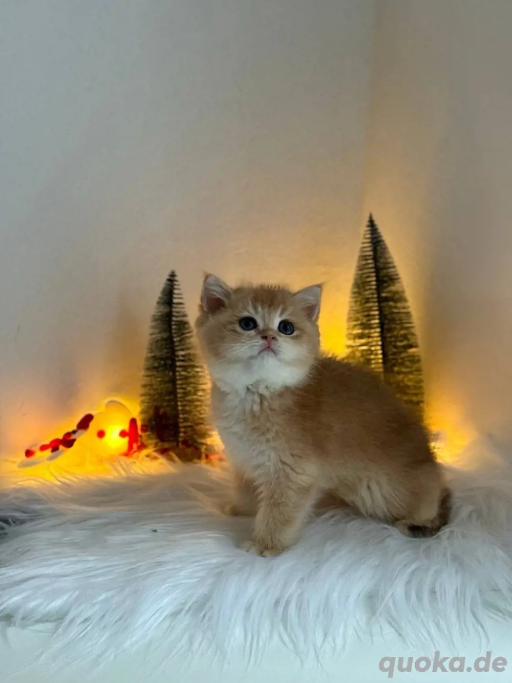 bkh kittens golden shaded, shell abholbereit 