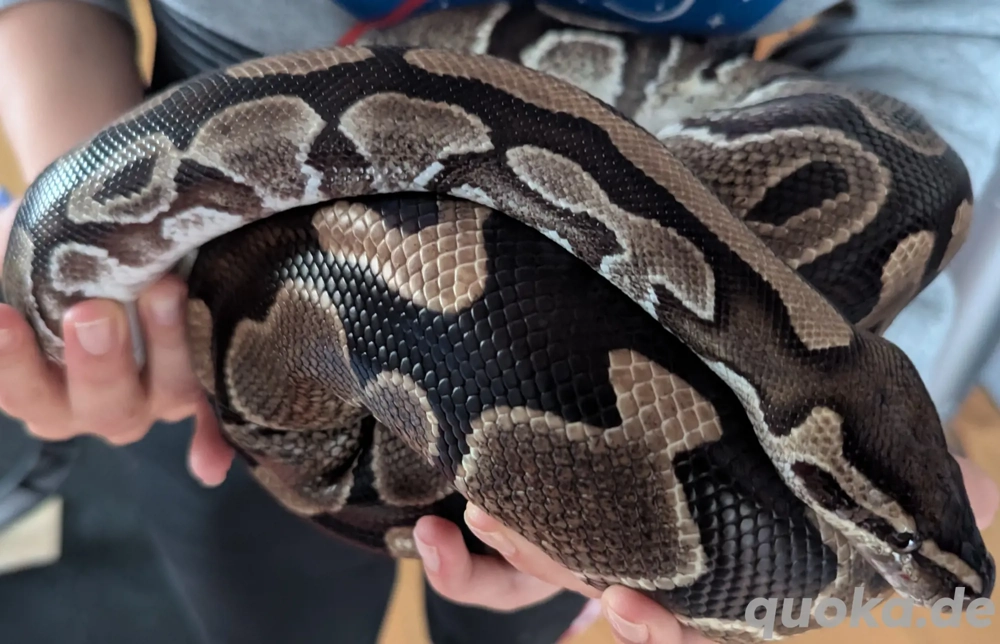 0.1 het Piebald DNZ 2014, inkl. Terrarium und Zubehör