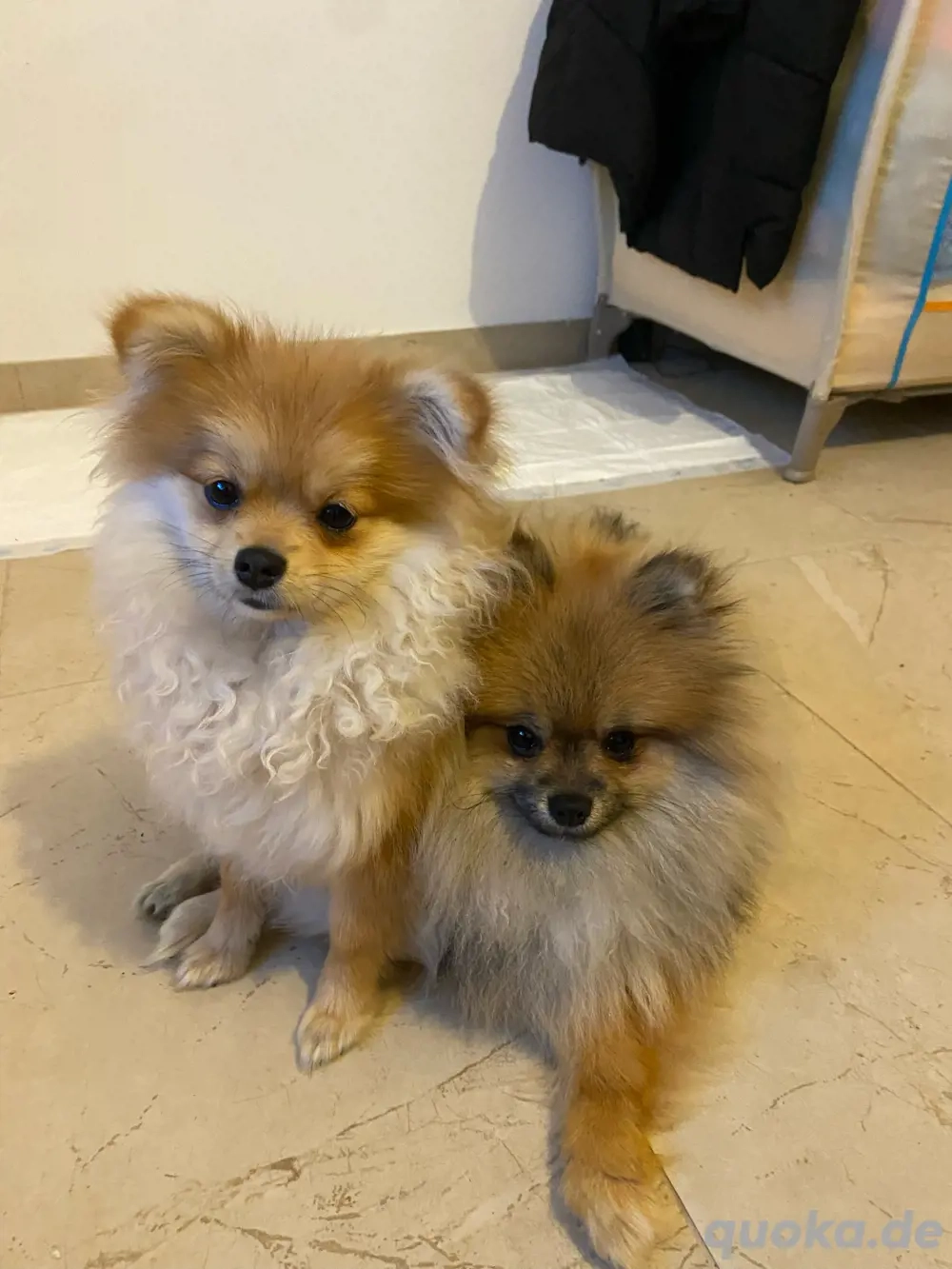 Pomeranien Spitz Boo