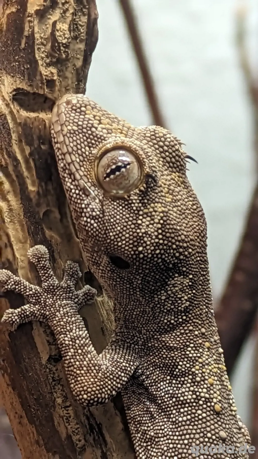 Australischer Stachelschwanzgecko Jungtiere (Strophurus ciliaris)