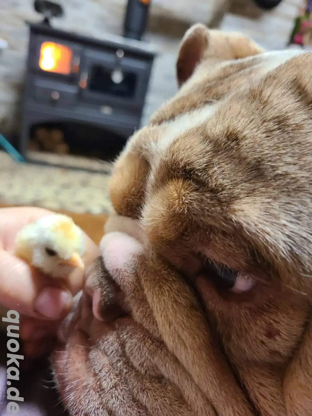 New English Bulldog Rüde Schoko Merle Tri Color 
