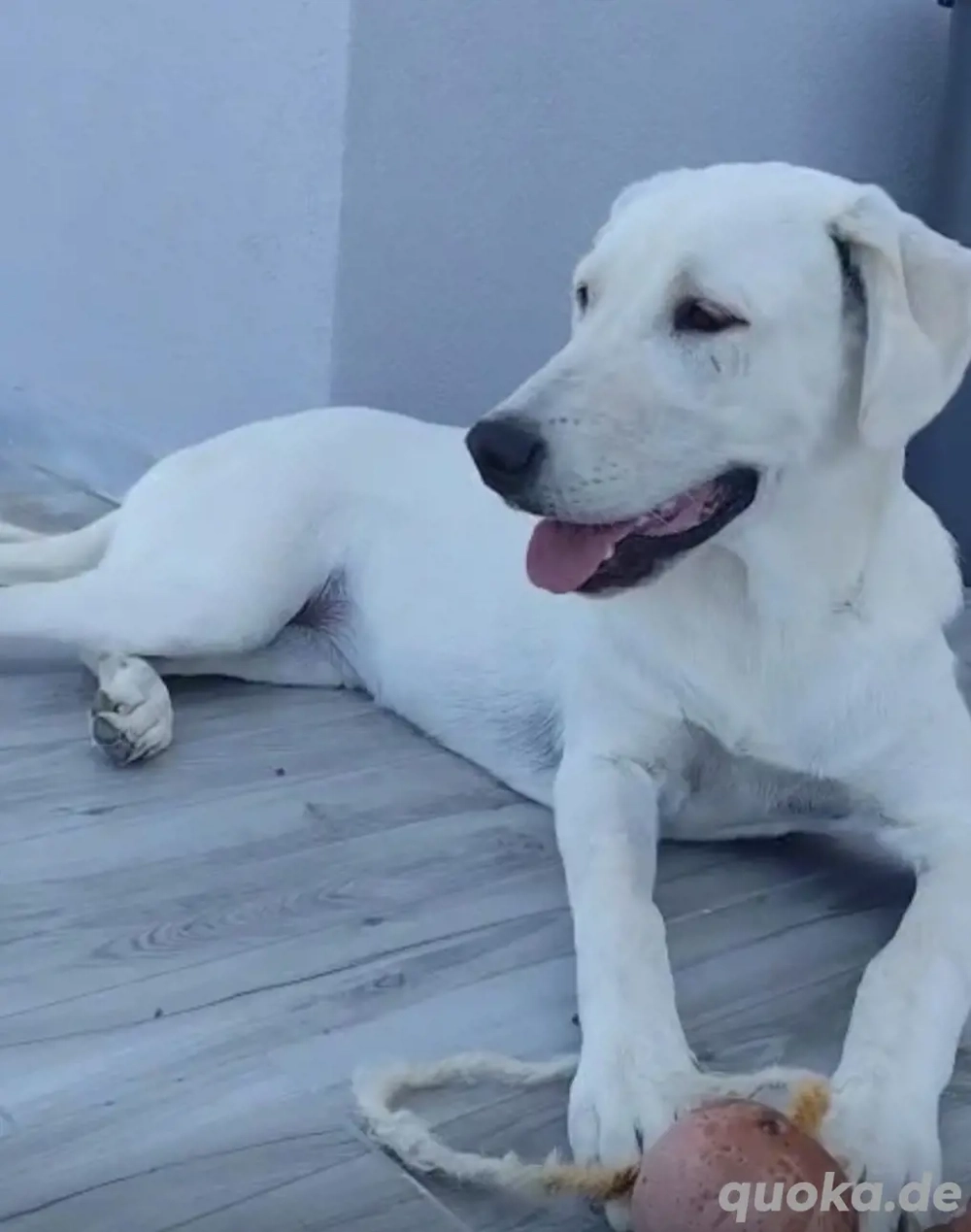 Zuhause oder Pflegestelle gesucht für Sonia 