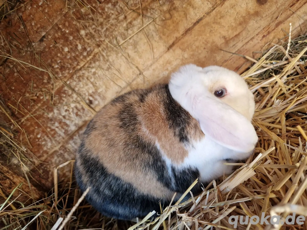 Zwergwidderhäsin 5 Jahre