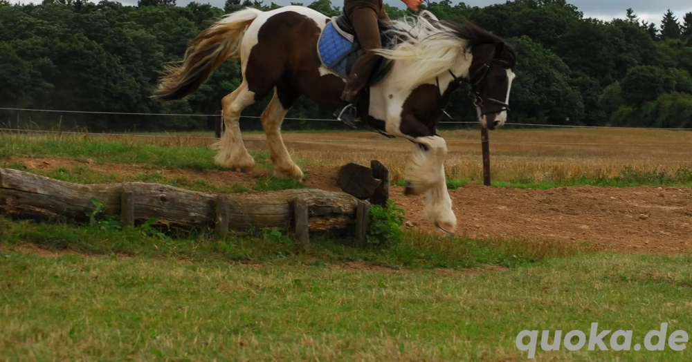 Biete Pflegebeteiligung an Kinderponys