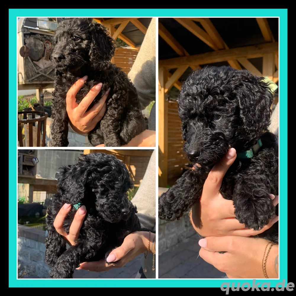  Wunderschöne Pudel Mittelpudel Intervarietypudel kleine Großpudel Welpen