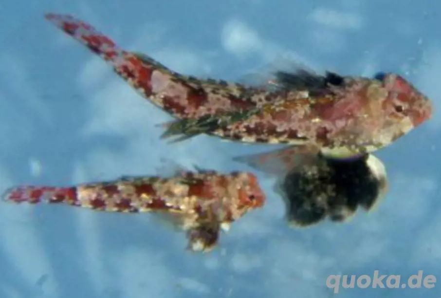 Roter Leierfisch Pärchen Meerwasser 