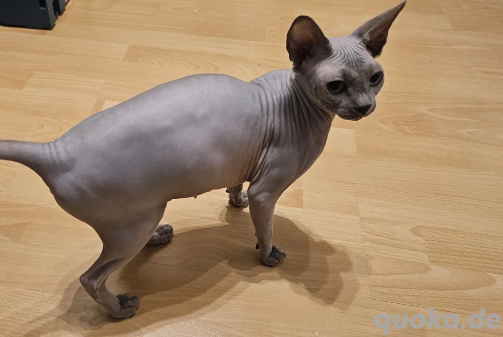 Canadian Sphynx - Wurfankündigung