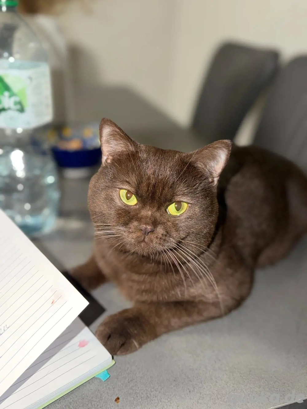 Deckkater Pablo sucht Freundin 