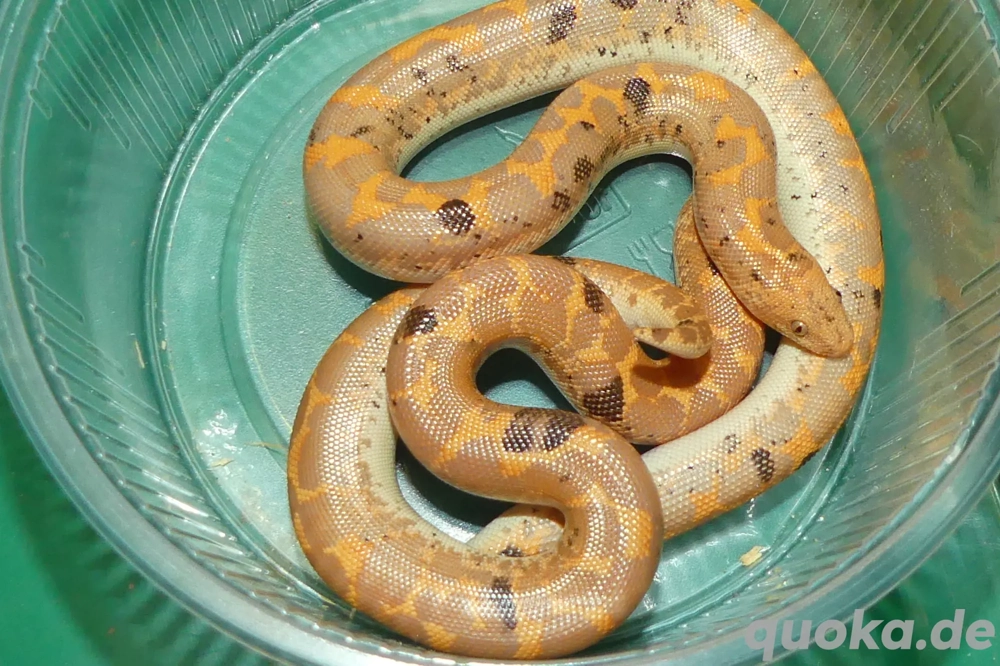 Sandboa NZ