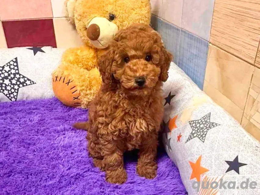 Süßen ToyPudel-Welpen