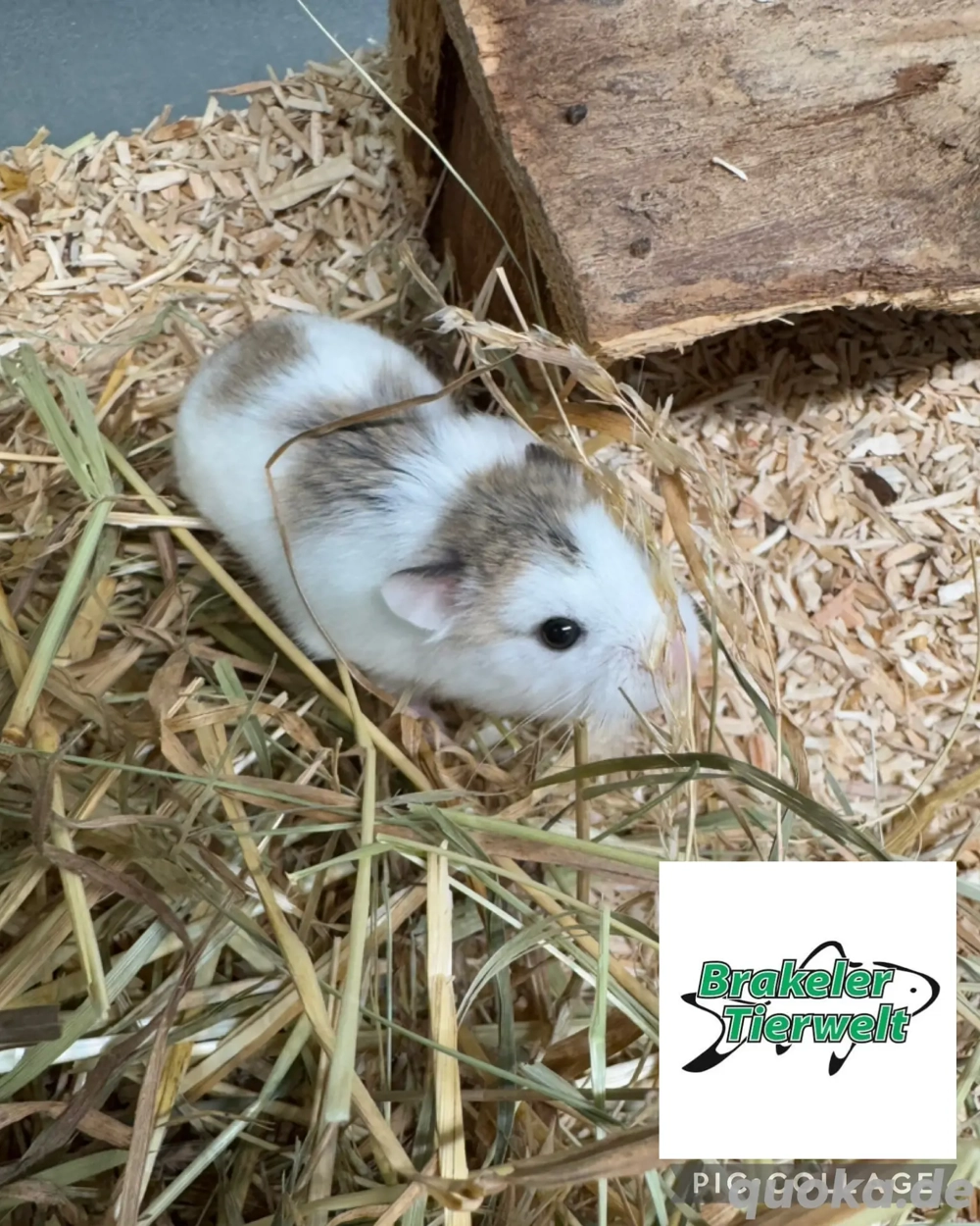 Junge Roborovski Zwerghamster 