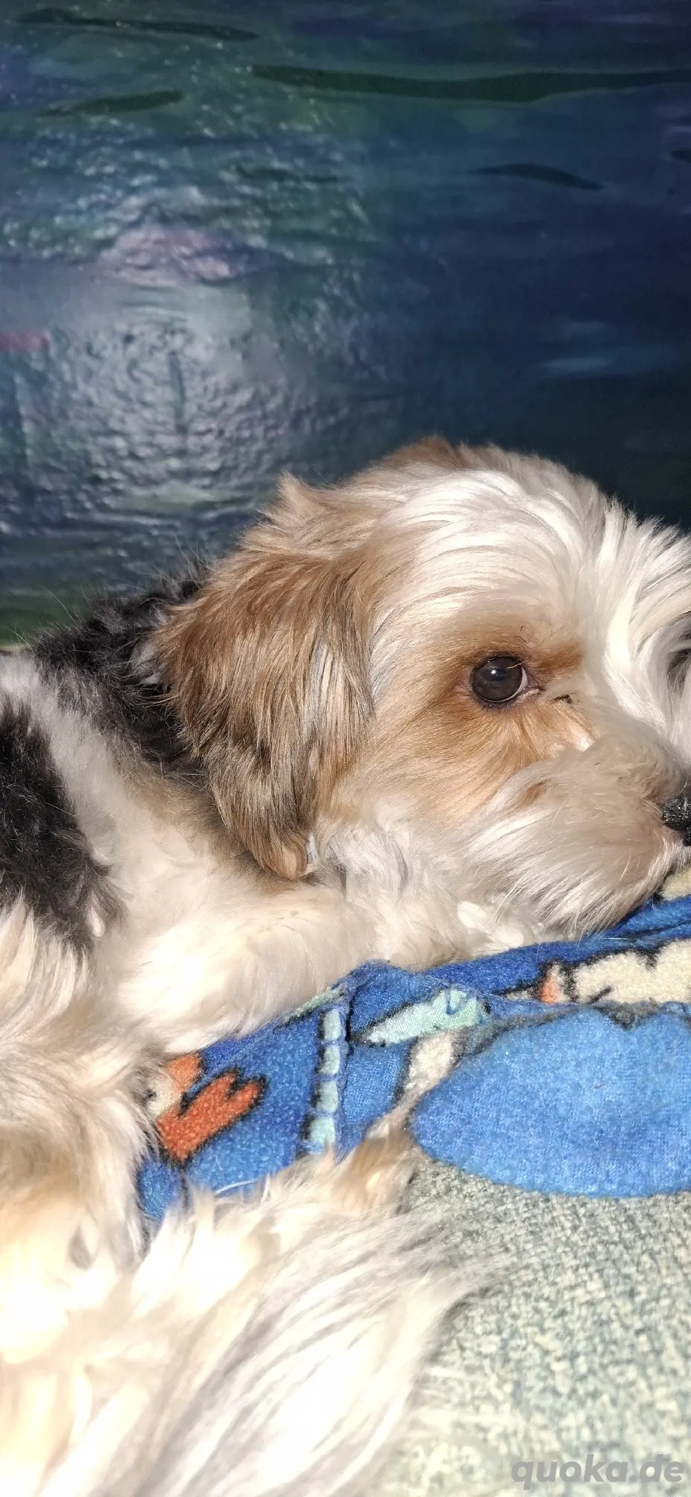 Biewer yorkshire terrier DECKRÜDE!!! 