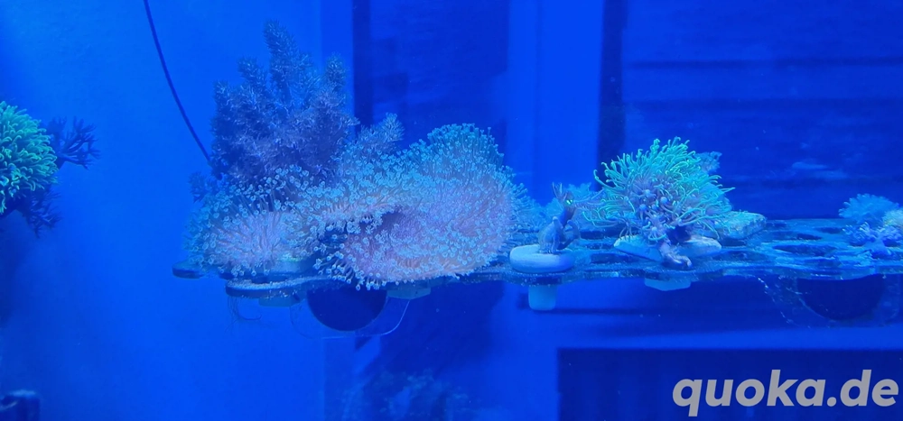 sarcophyton fiji 