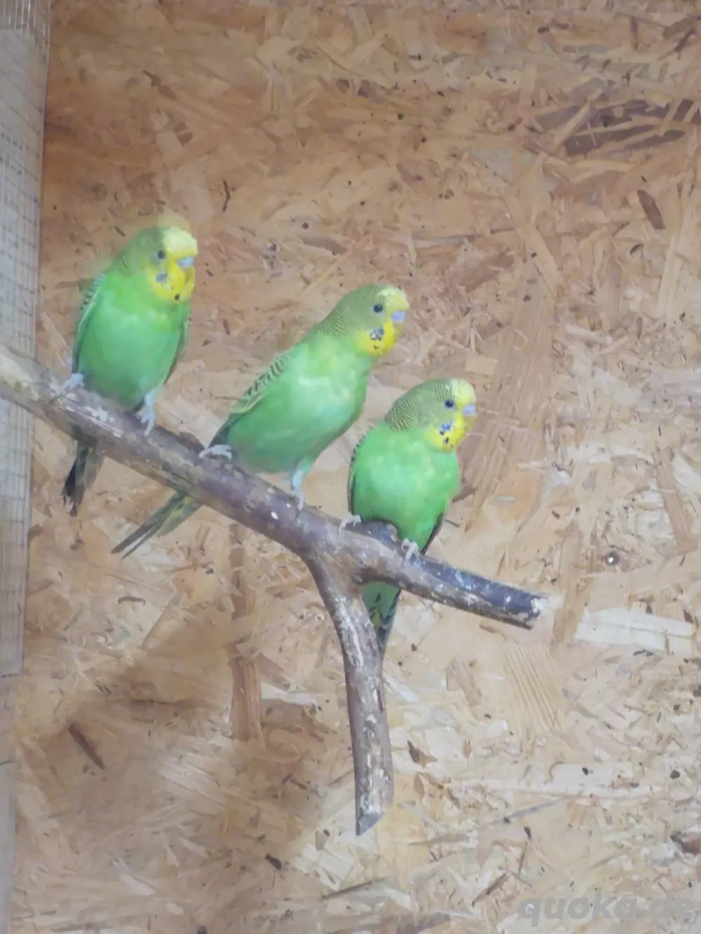 Wellensittich, nestjung