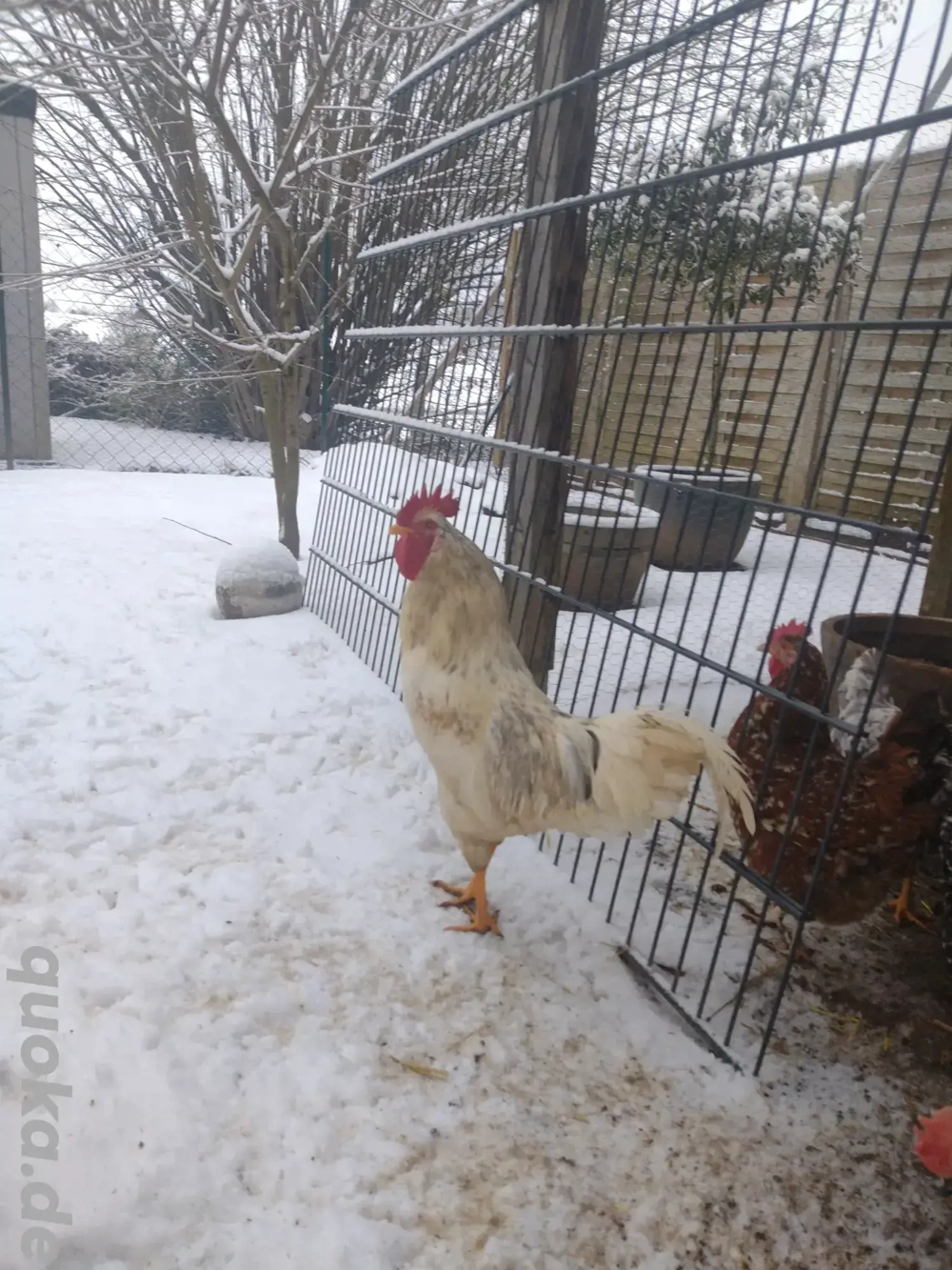Blumenhuhn Hahn abzugeben