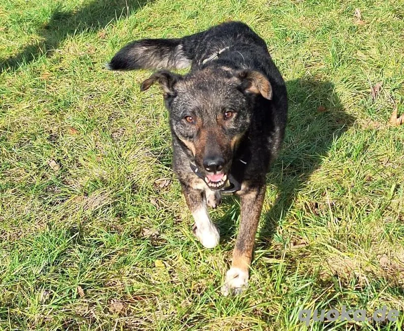 GINO- unkomplizierter Familienhund