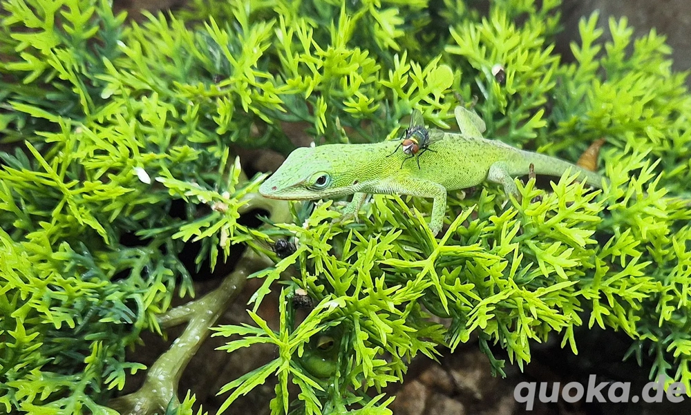 Rotkehlanolis Männchen 1,5 J. vom Züchter, grasgrün bei guter Laune