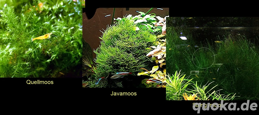 Quellmoos, Javamoos, Stringymoos, Wasserpflanzen