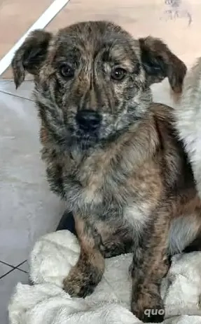 Kapucina braucht ein richtiges Zuhause