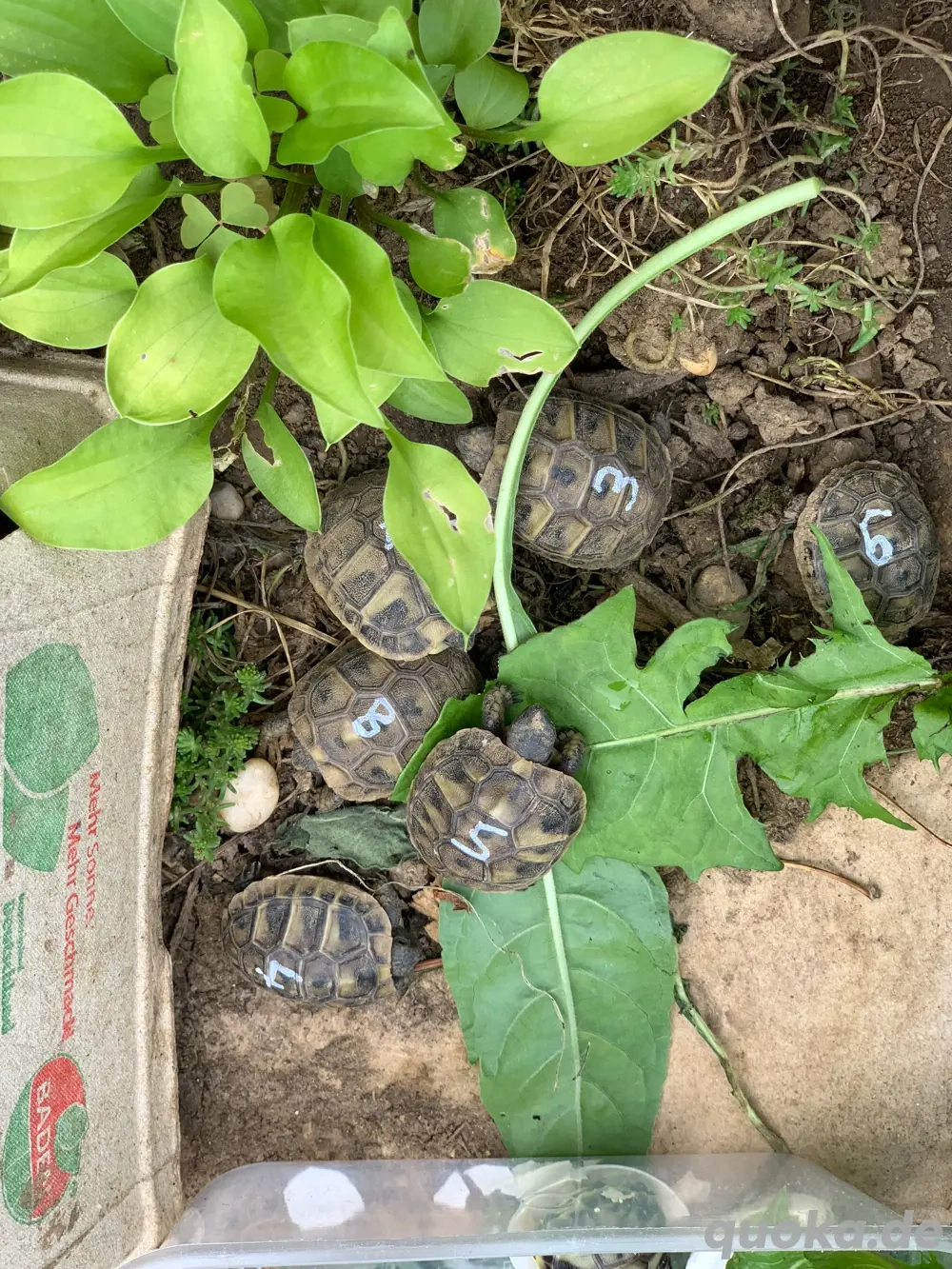 Maurische Landschildkröte Testudo geaceca NZ 08 2025