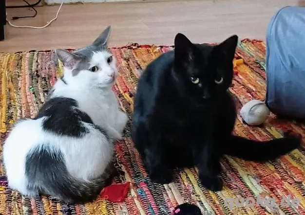 Tom & Pisa - ein unzertrennliches Pärchen