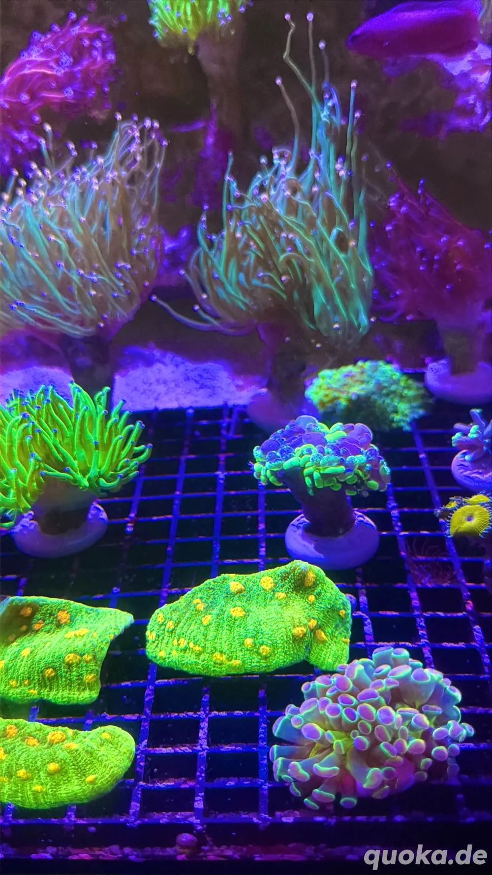 Chalice Space Invader 