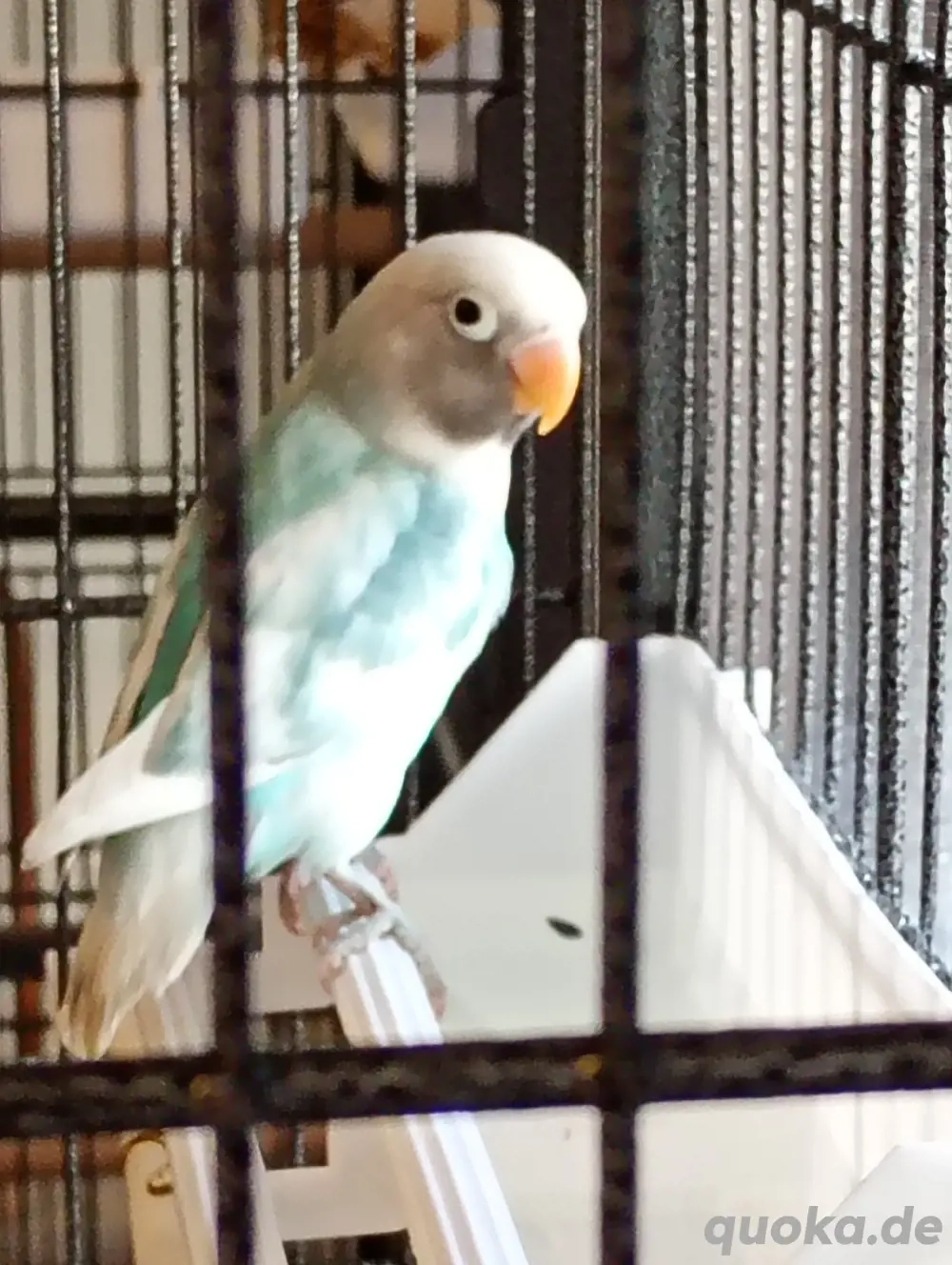 Gebe 2 NZ aus November 2025 ab