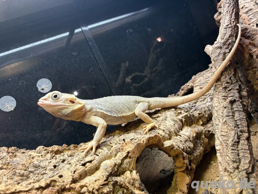 Bartagame Zero Leatherback