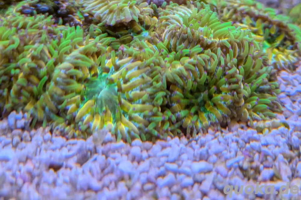 Fungia Rainbow Korallenableger Meerwasser 