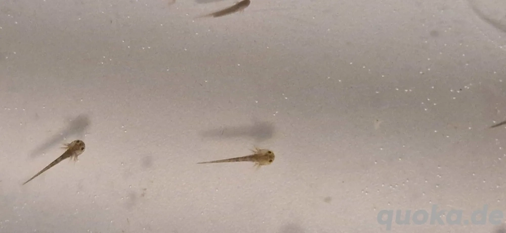 Axolotl babys und eier