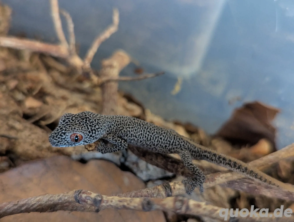 Strophurus taenicauda (Goldschwanzgecko), 1.0