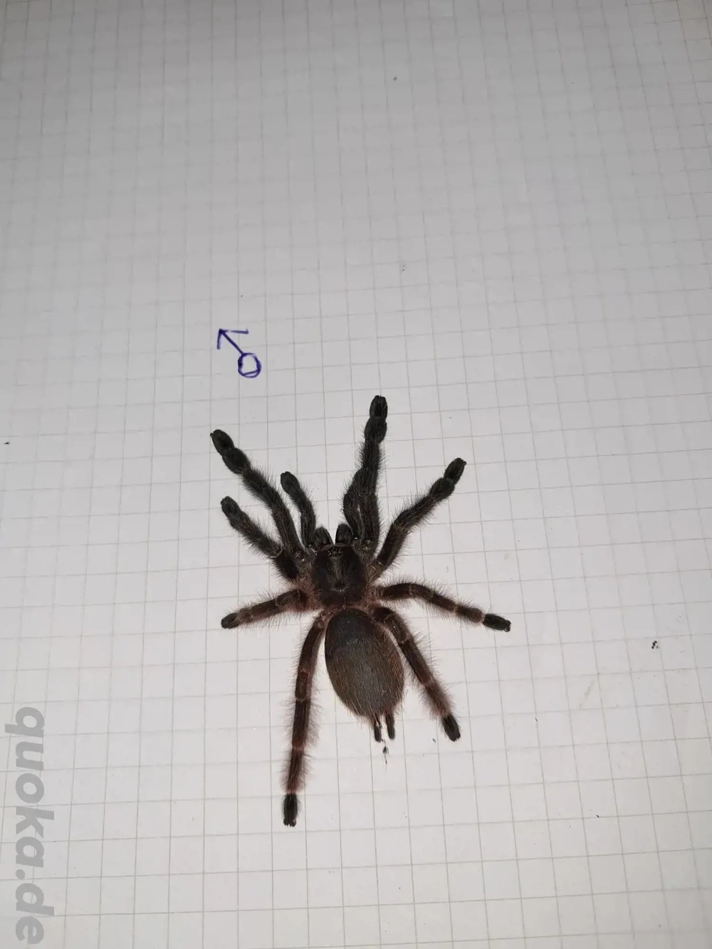 Psalmopoeus victori 1.0 2,5 bis 3 cm Kpl.