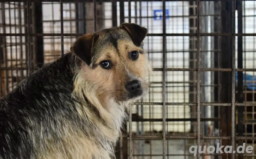 Unsicherer Findus sucht Schutz und Liebe