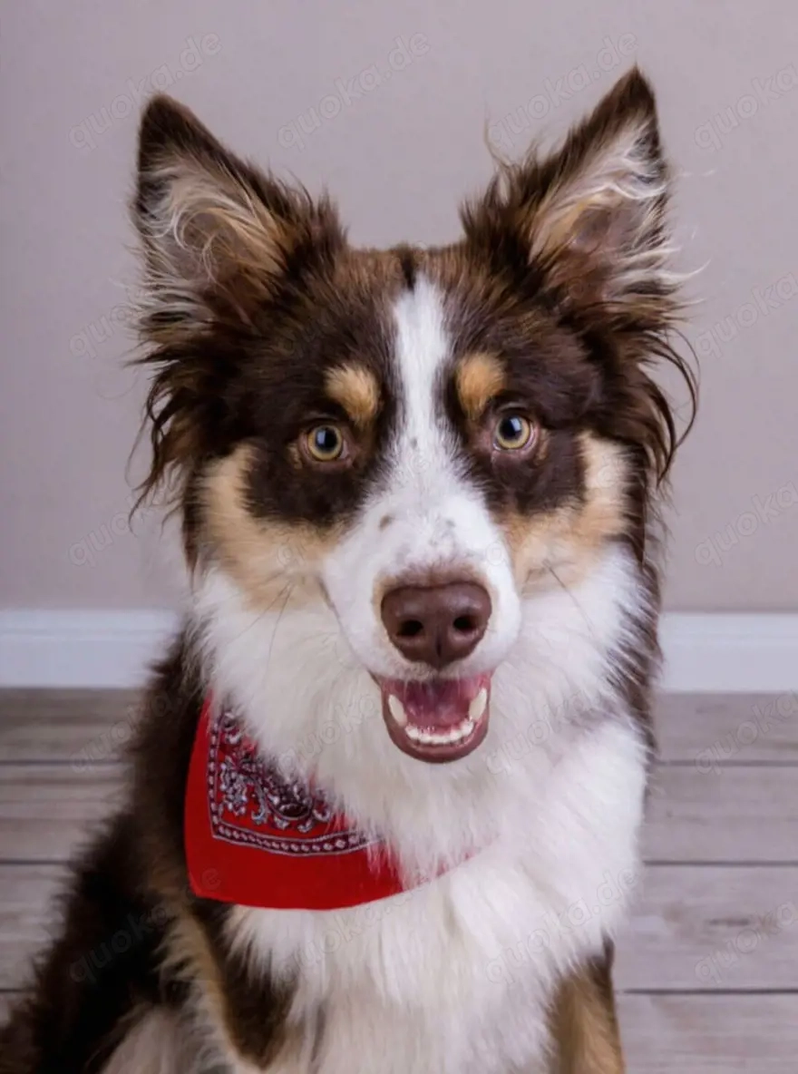 Border collie Deckrüde 