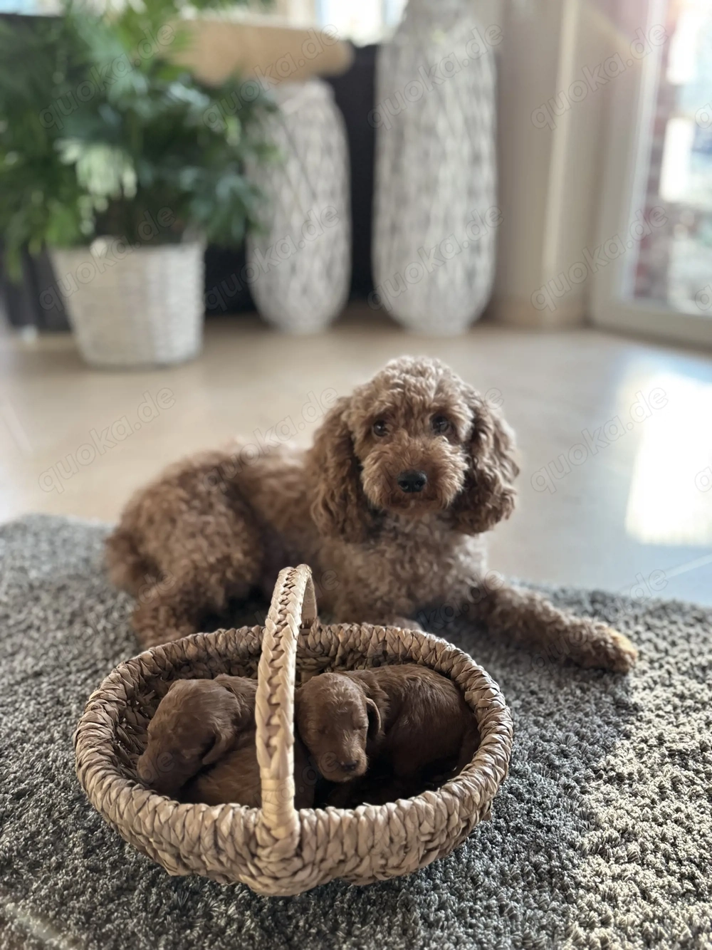 Zwergpudel Welpen apricot-rot