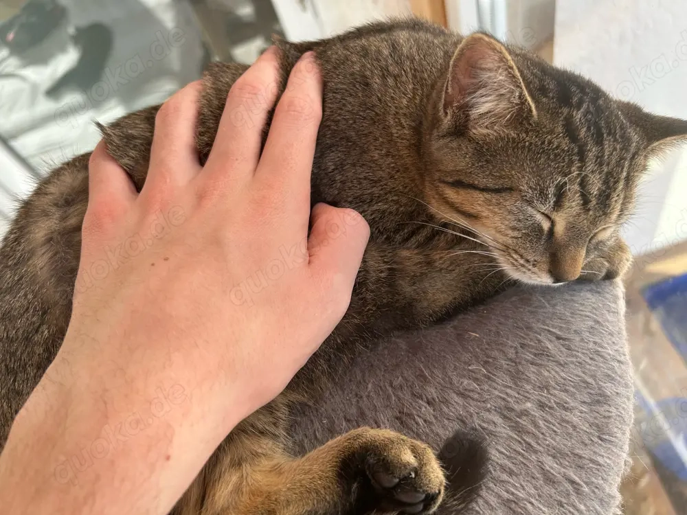 9 monate altes kätzchen sucht neuen besitzer